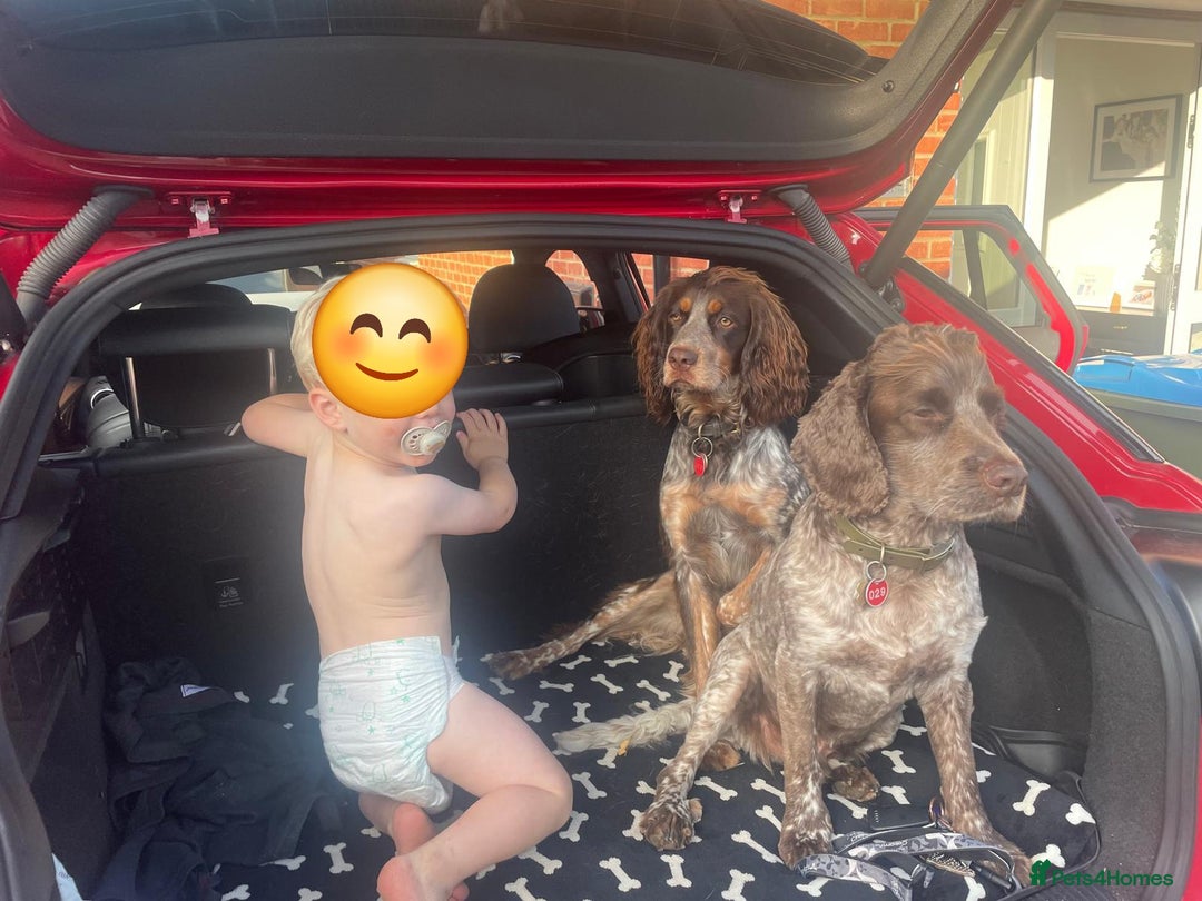 Cocker Spaniel dogs for stud: FOR STUD  - Advert 3