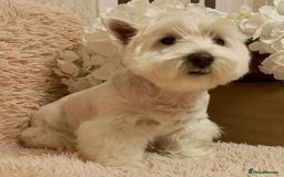 West Highland Terrier dogs for adoption: Tina: The Little Yorkie  - Image 5
