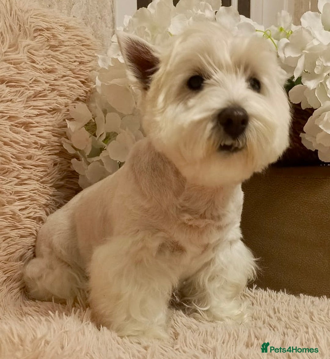 West Highland Terrier dogs for adoption: Tina: The Little Yorkie  - Image 5