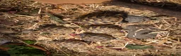 Tortoise reptiles for sale: Hermann baby Tortoises - Advert 7