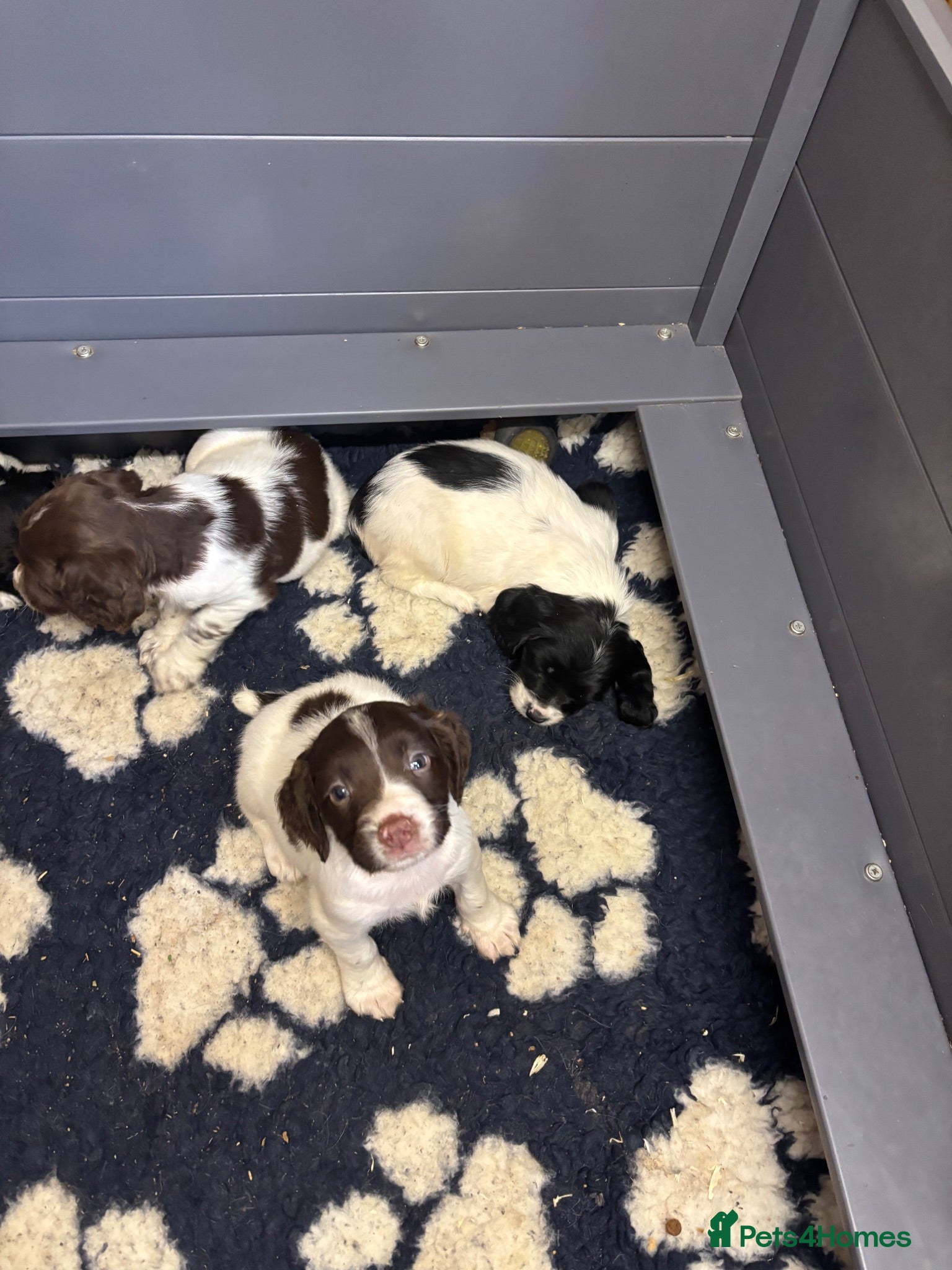 English Springer Spaniel dogs KC Springer Spaniel Puppies  - Advert 1