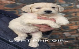 Golden Retriever dogs for sale: KC GOLDEN RETRIEVER PUPPIES HEALTH TESTED PARENTS  - Image 20