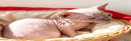 Sphynx cats for sale: STUNNING SPHYNX ELF/CANADIAN KITTENS - Advert 9