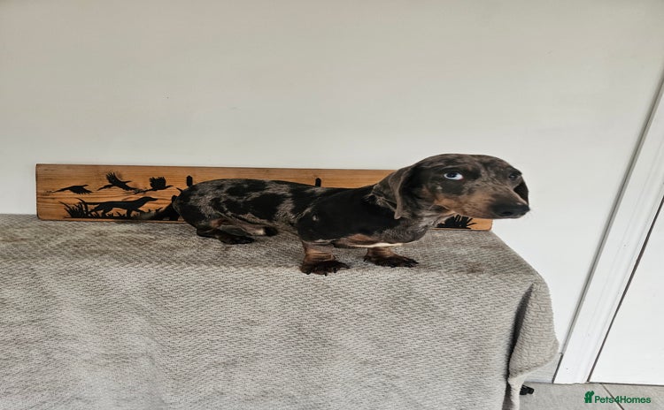 Miniature Dachshund dogs - Advert 14