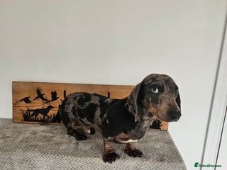 Miniature Dachshund dogs Kc registered PRA AND FULL HEALTH TESTED - Advert 1
