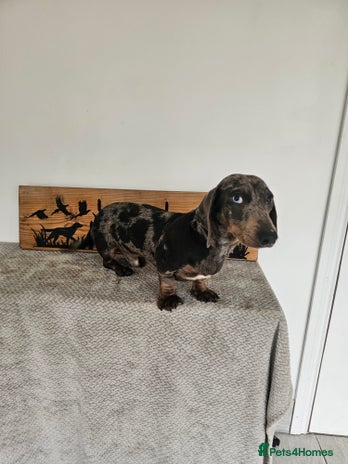 Miniature Dachshund dogs - Advert 1