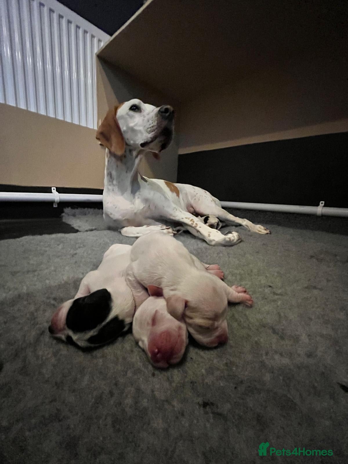 Pointer dogs Puppies due 20/12 - Advert 7