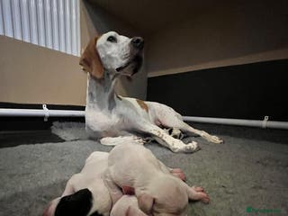 Pointer dogs Puppies due 20/12 - Advert 7