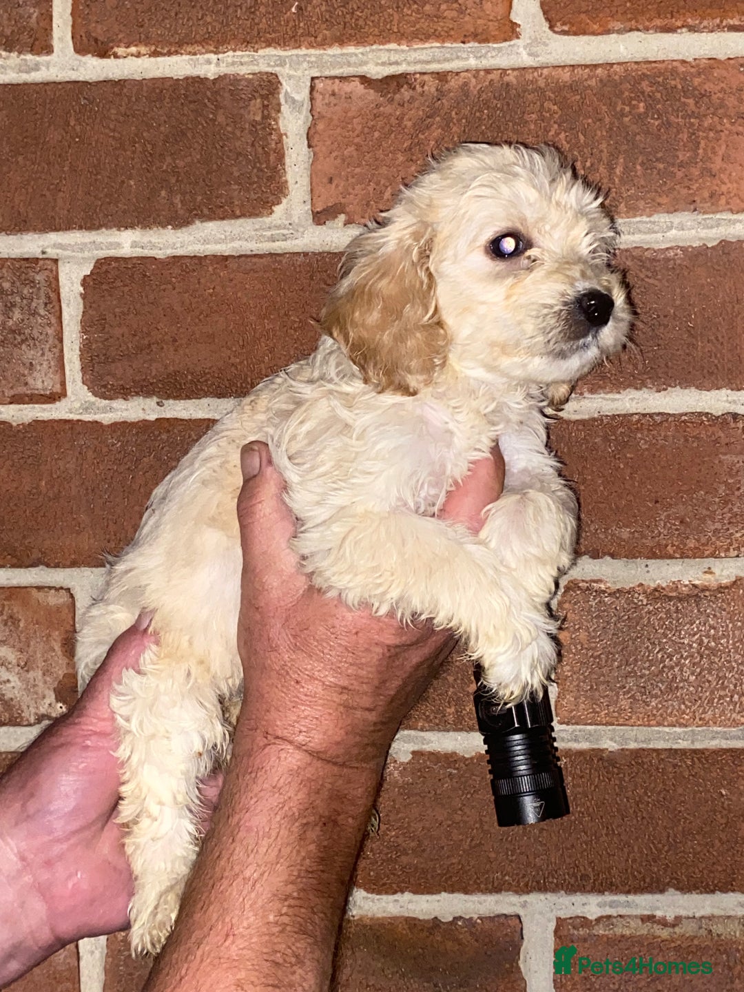 Cockapoo dogs for sale: Beautiful Cockapoo  - Image 6