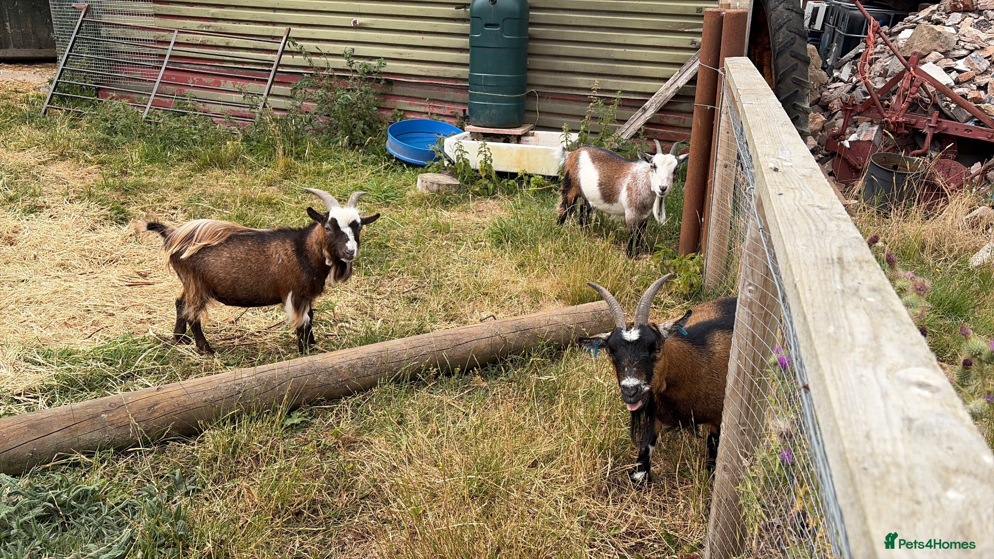 Goats livestock pygmy goats - Advert 1