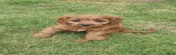 Cavapoo dogs for sale: F1 Cavapoo Puppies for sale  - Advert 8