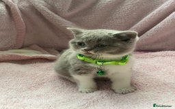 British Shorthair cats for sale: Meet Our 4 Little British Shorthair Ladies - Image 3