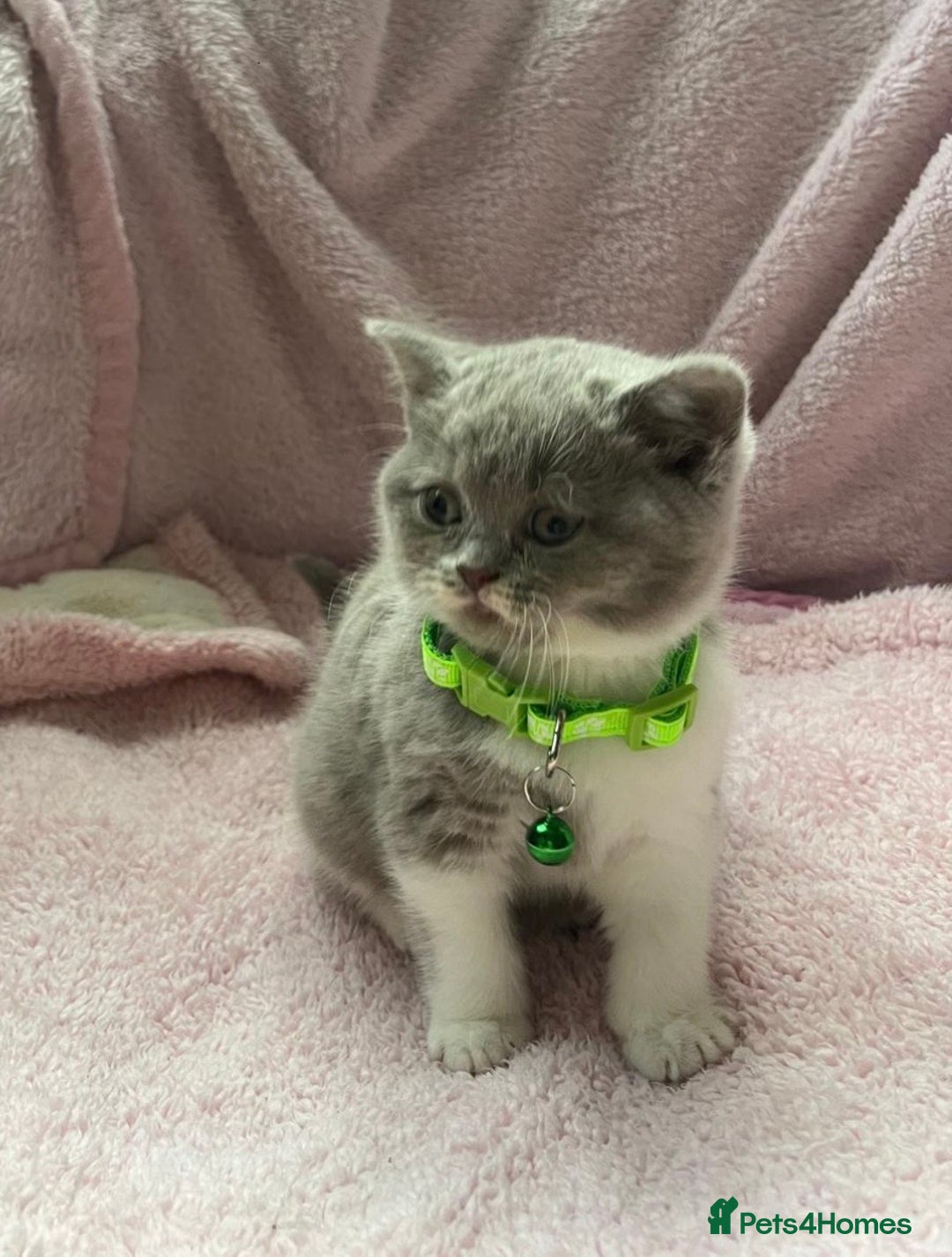 British Shorthair cats for sale: Meet Our 4 Little British Shorthair Ladies - Image 3