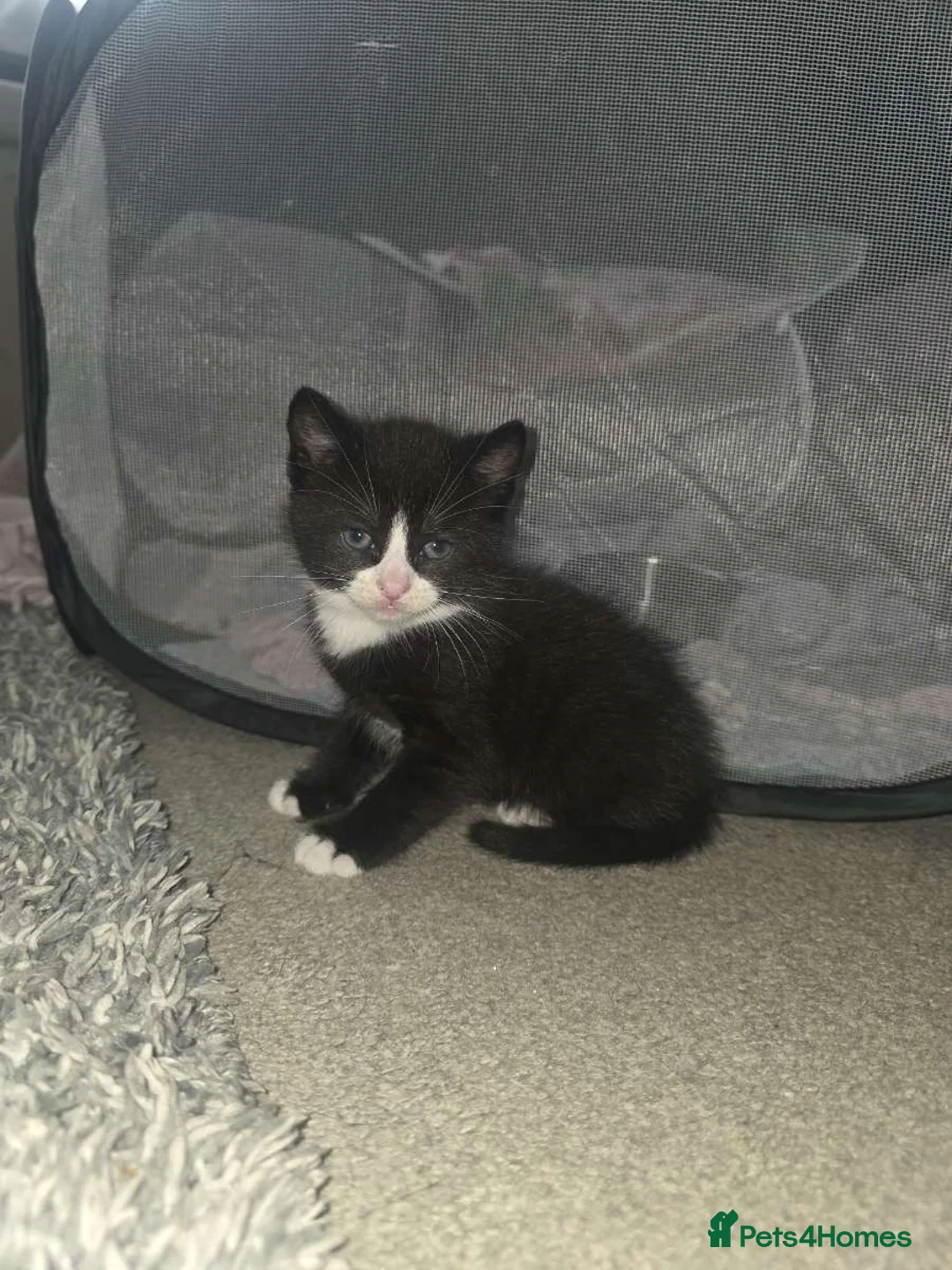 Mixed Breed cats for sale: Three black&white kittens in Bristol - Advert 2