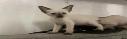 Siamese cats for sale: Four stunning chocolate Siamese kittens  - Advert 3