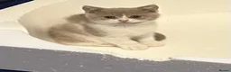 British Shorthair cats for sale: GCCF British’s shorthair & longhair - Advert 6