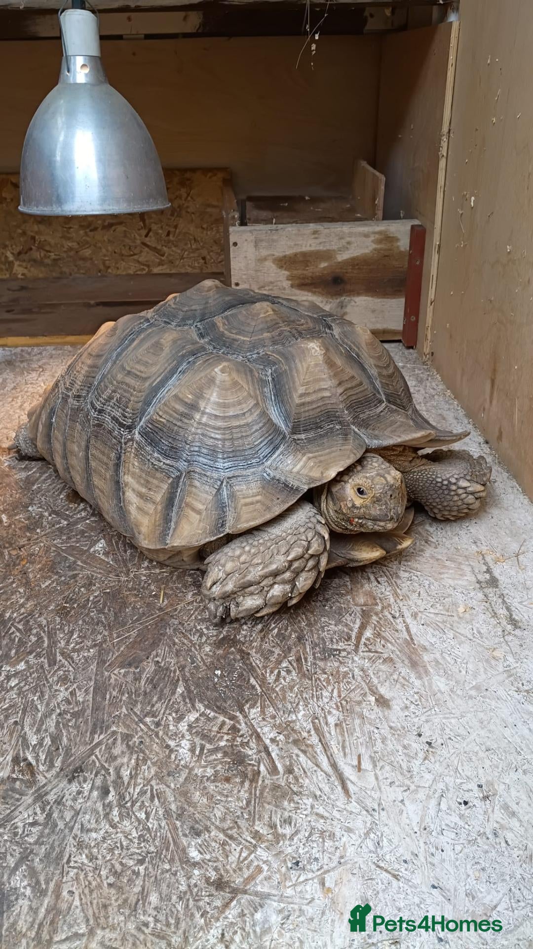 Tortoise reptiles for sale: Female sulcata tortoise - Advert 1