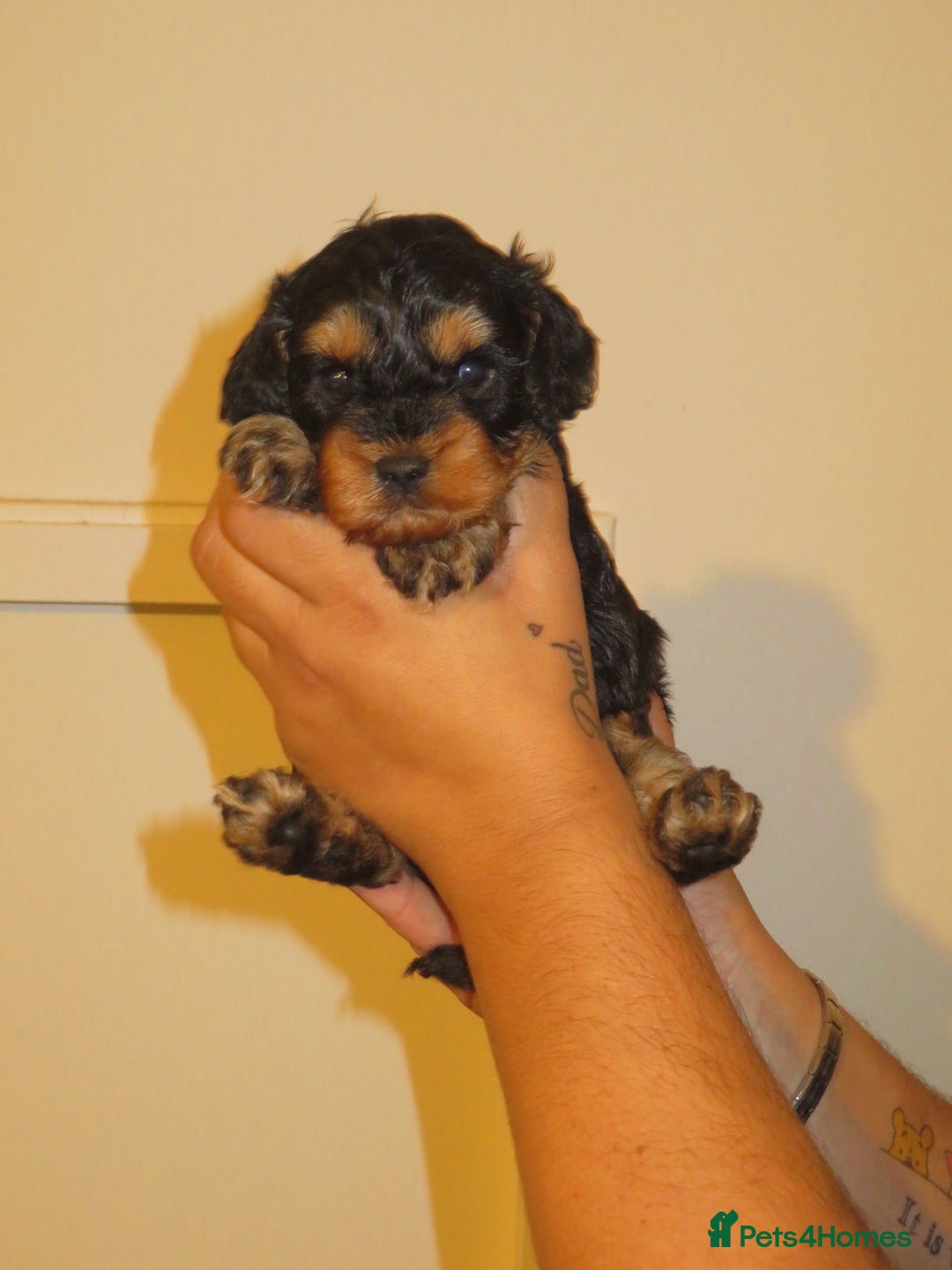 Cavapoo dogs for sale: 6 gorgeous extensively health tested cavapoo’s - Image 13