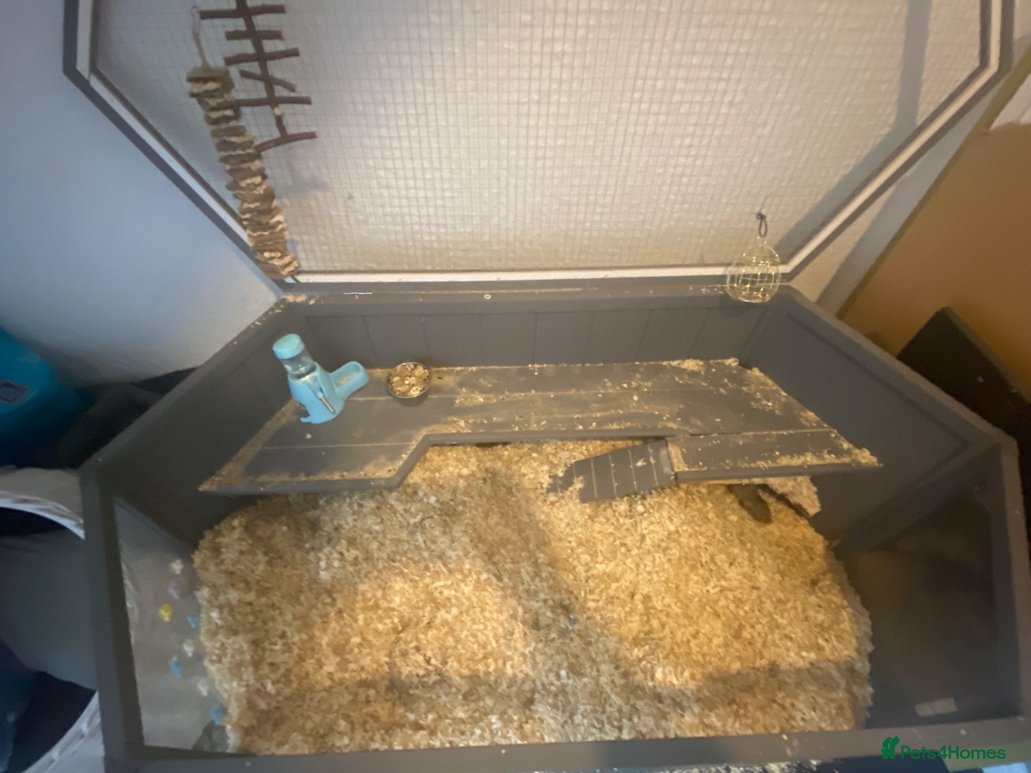 Gerbil rodents for sale: 2 female gerbils for sale  in Telford - Advert 3
