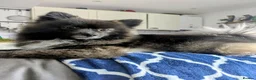 Pomeranian dogs for sale: Pomeranian boy  in Newport - Advert 1