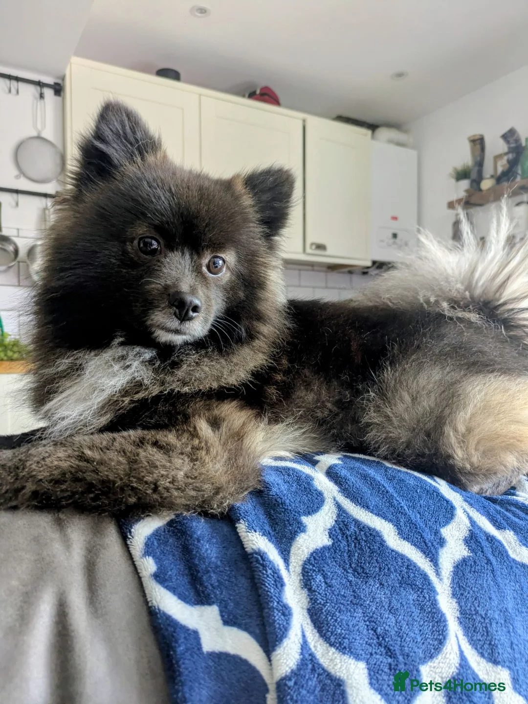 Pomeranian dogs for sale: Pomeranian boy  in Newport - Advert 1