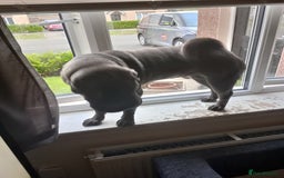 Shar Pei dogs for sale: Munroe  - Image 4