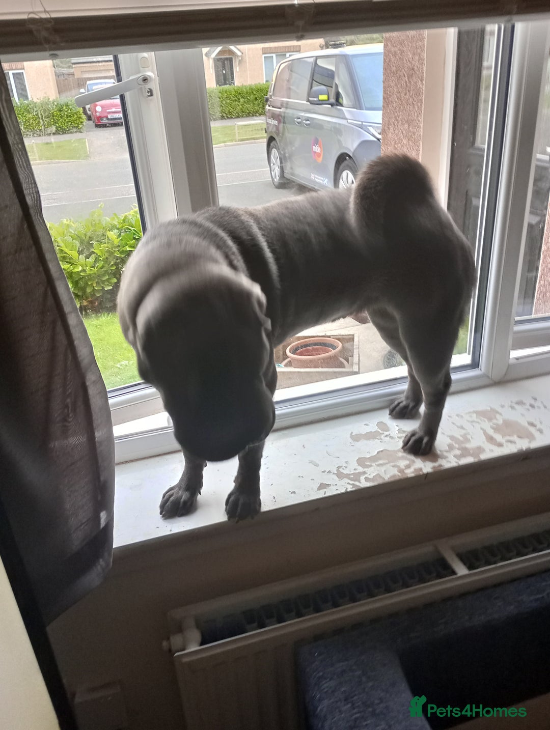 Shar Pei dogs for sale: Munroe  - Image 4