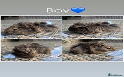 Guinea Pig rodents for sale: 5 Female, 2 male guinea pigs seeking new families - Image 7