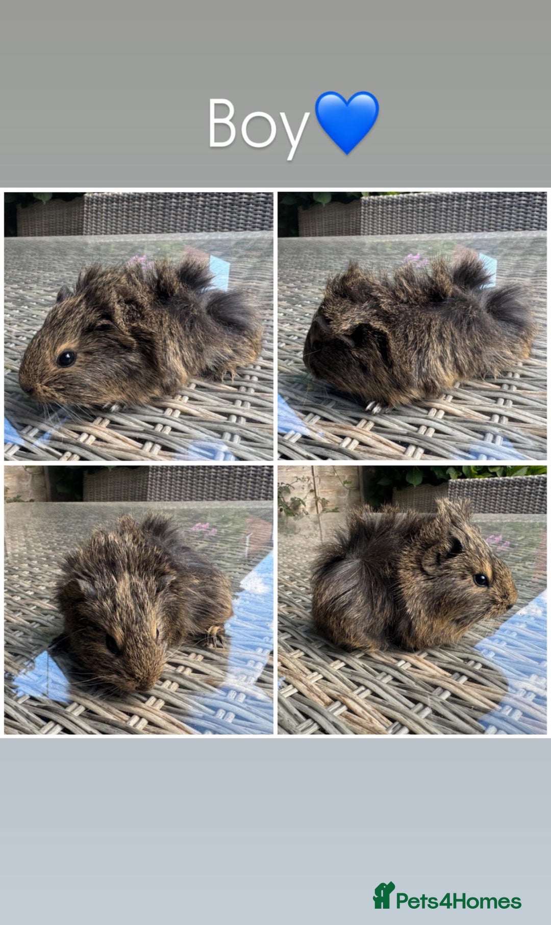 Guinea Pig rodents for sale: 5 Female, 2 male guinea pigs seeking new families - Image 7