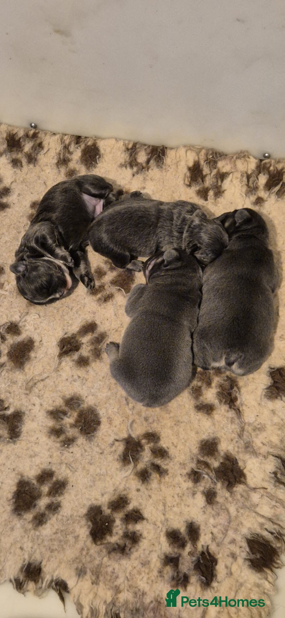 French Bulldog dogs French bulldog puppies - Advert 2