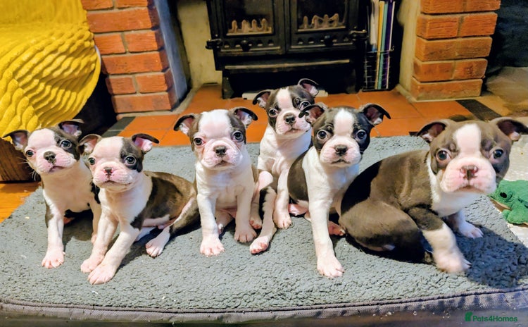 Boston Terrier dogs - Advert 2