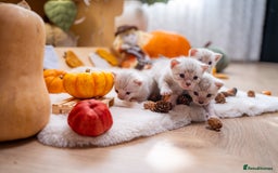 Bengal cats for sale: Pure Snow Bengals-TICA champions pedigree-Stunning - Image 37