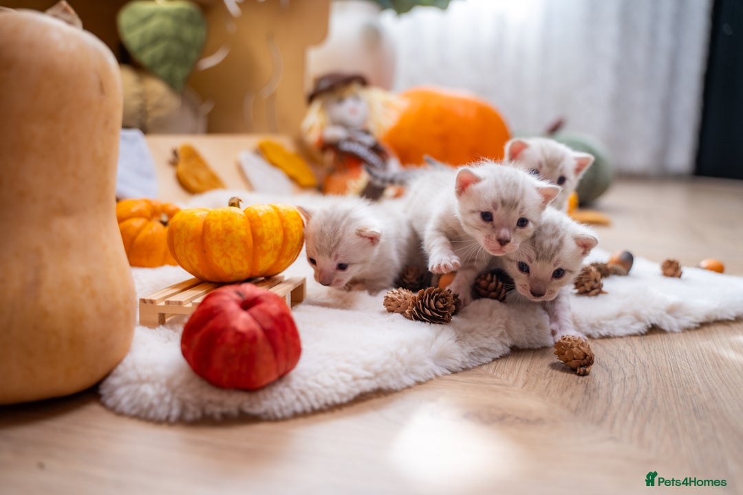 Bengal cats for sale: Pure Snow Bengals-TICA champions pedigree-Stunning - Image 37