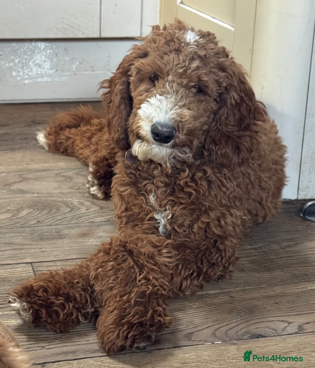 Irish Doodle dogs for sale: Mini Irish doodles - F1b  in Buxton - Advert 2