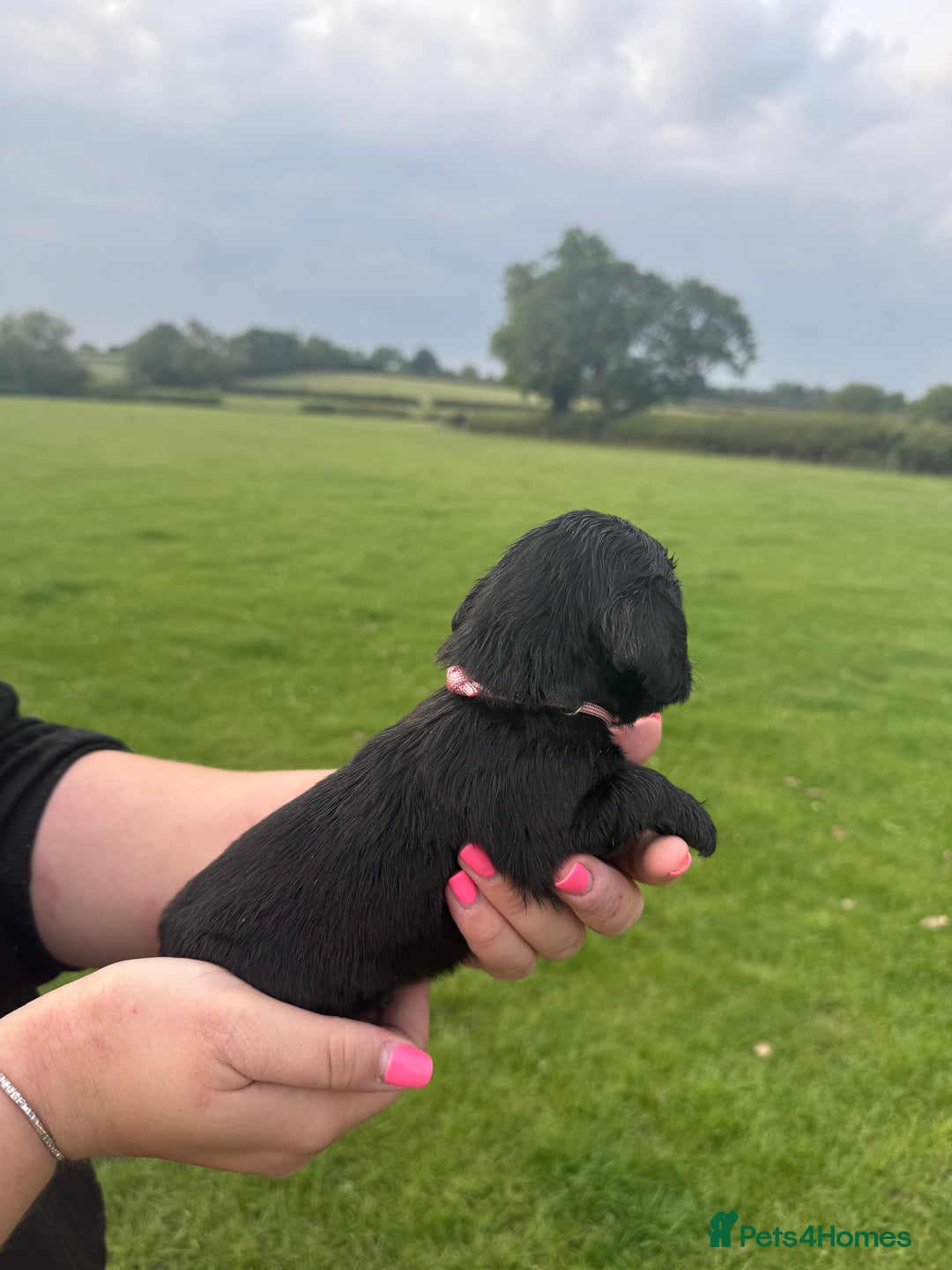 Cockapoo dogs for sale: Cockapoo puppies F1 READY TO LEAVE 🏡🥰 in Leicester - Image 24
