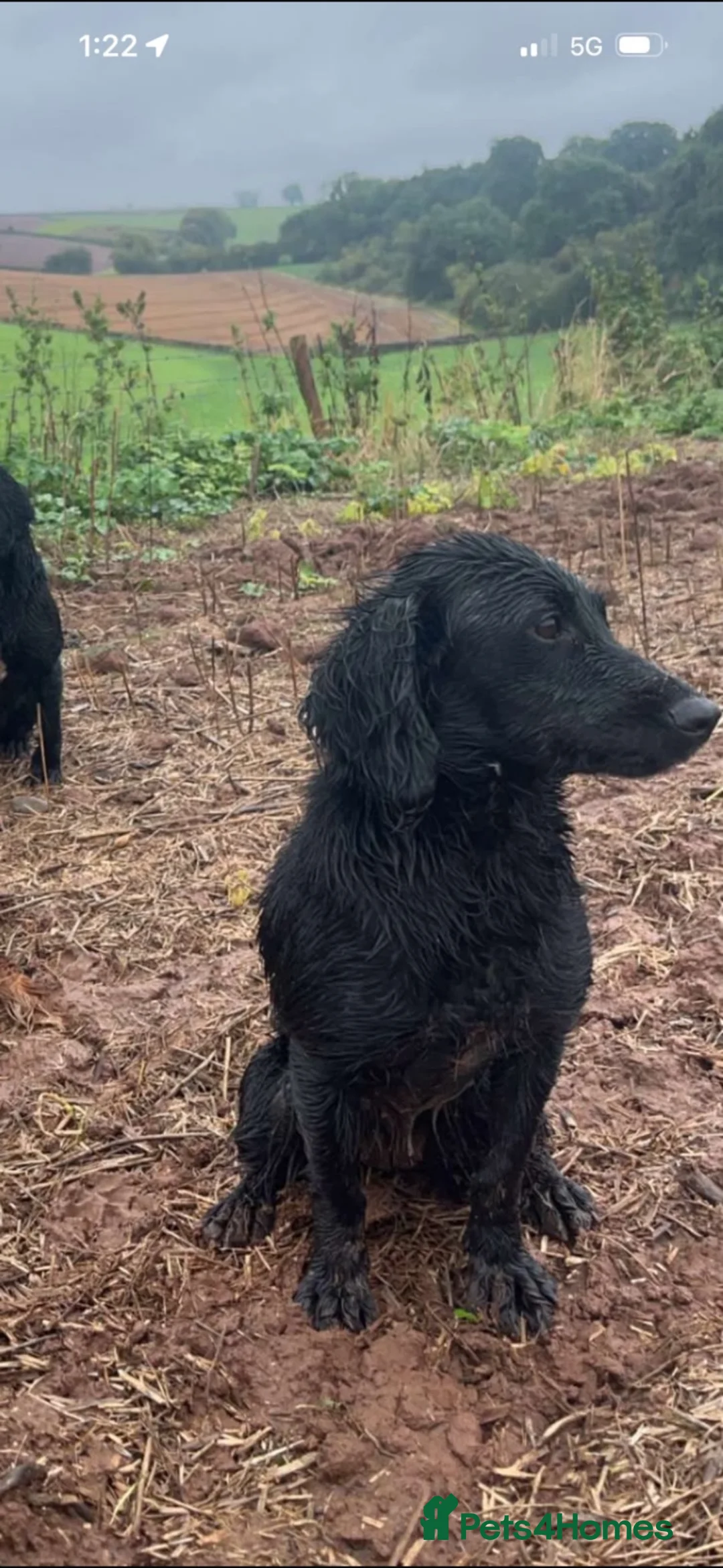 Cocker Spaniel dogs for sale: Kc registered Cocker Spaniels  - Advert 2