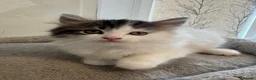 Ragdoll cats for sale: Beautiful Ragdoll kittens - Advert 9