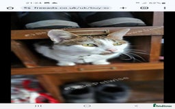 Mixed Breed cats for sale: Dobby - Image 4