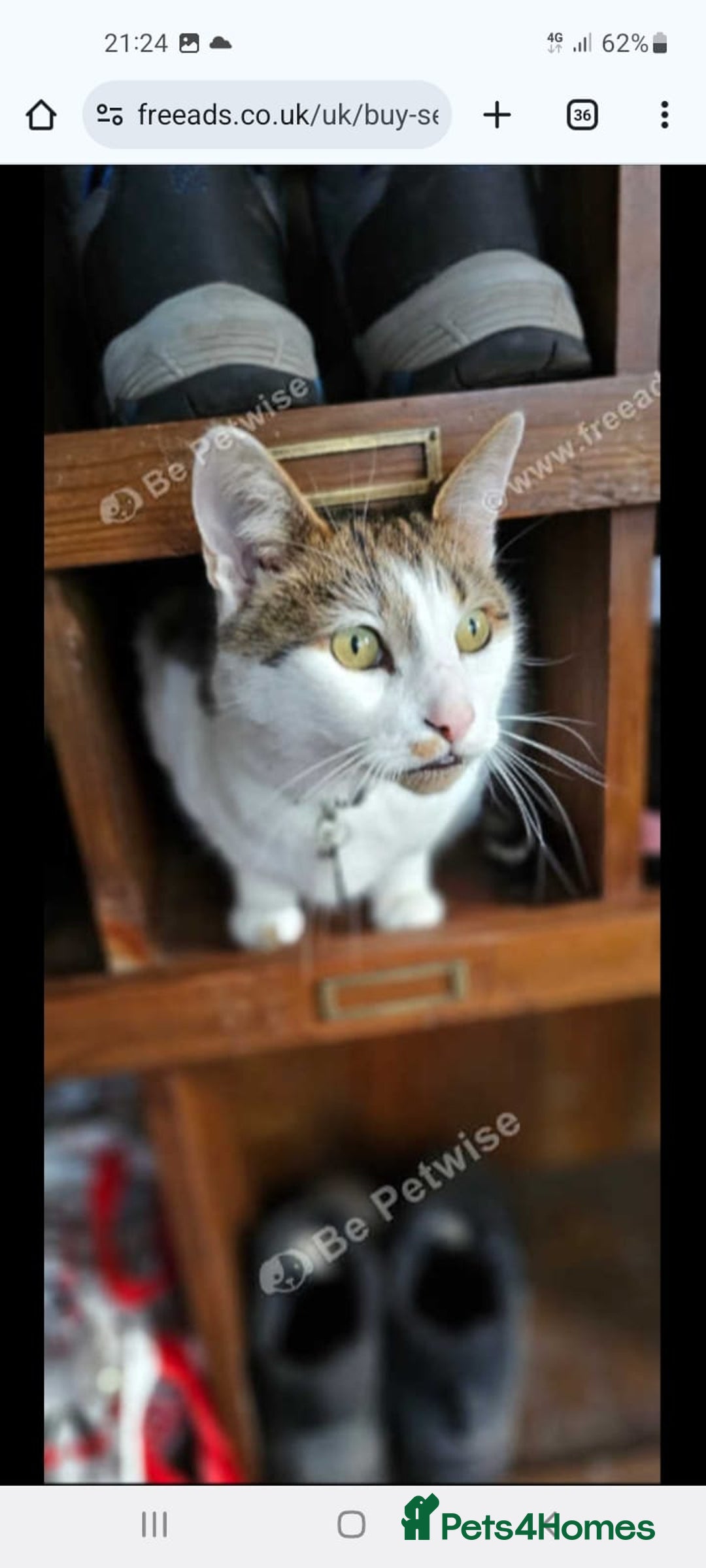 Mixed Breed cats for sale: Dobby - Image 4