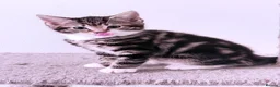 Domestic Shorthair cats for sale: Stunning British Tabby Kittens – Ready April 4th - Advert 24