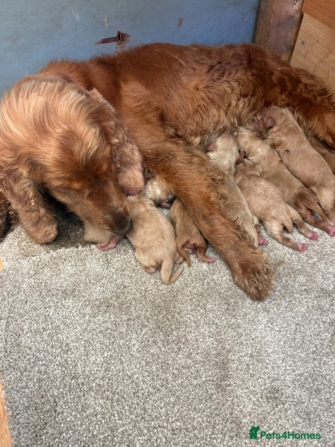 Cocker Spaniel dogs for sale: Cocker spaniel  - Advert 1