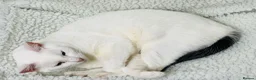 Mixed Breed cats for sale: Mixed breed - Gato - Advert 2