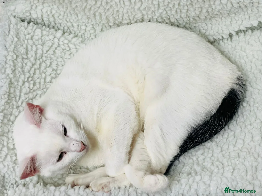 Mixed Breed cats for sale: Mixed breed - Gato - Advert 2