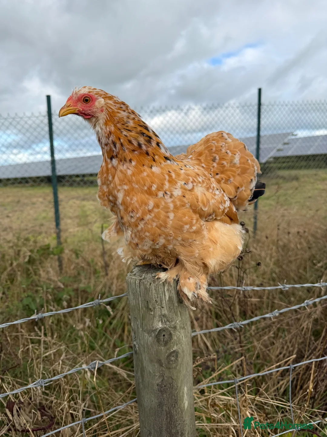 Chickens poultry for sale: CHICKENS FOR SALE – POINT OF LAY HENS & ROOSTERS in Ilfracombe - Advert 1