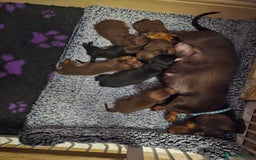 Miniature Dachshund dogs for sale: Miniature Dachshund Smooth - Image 4
