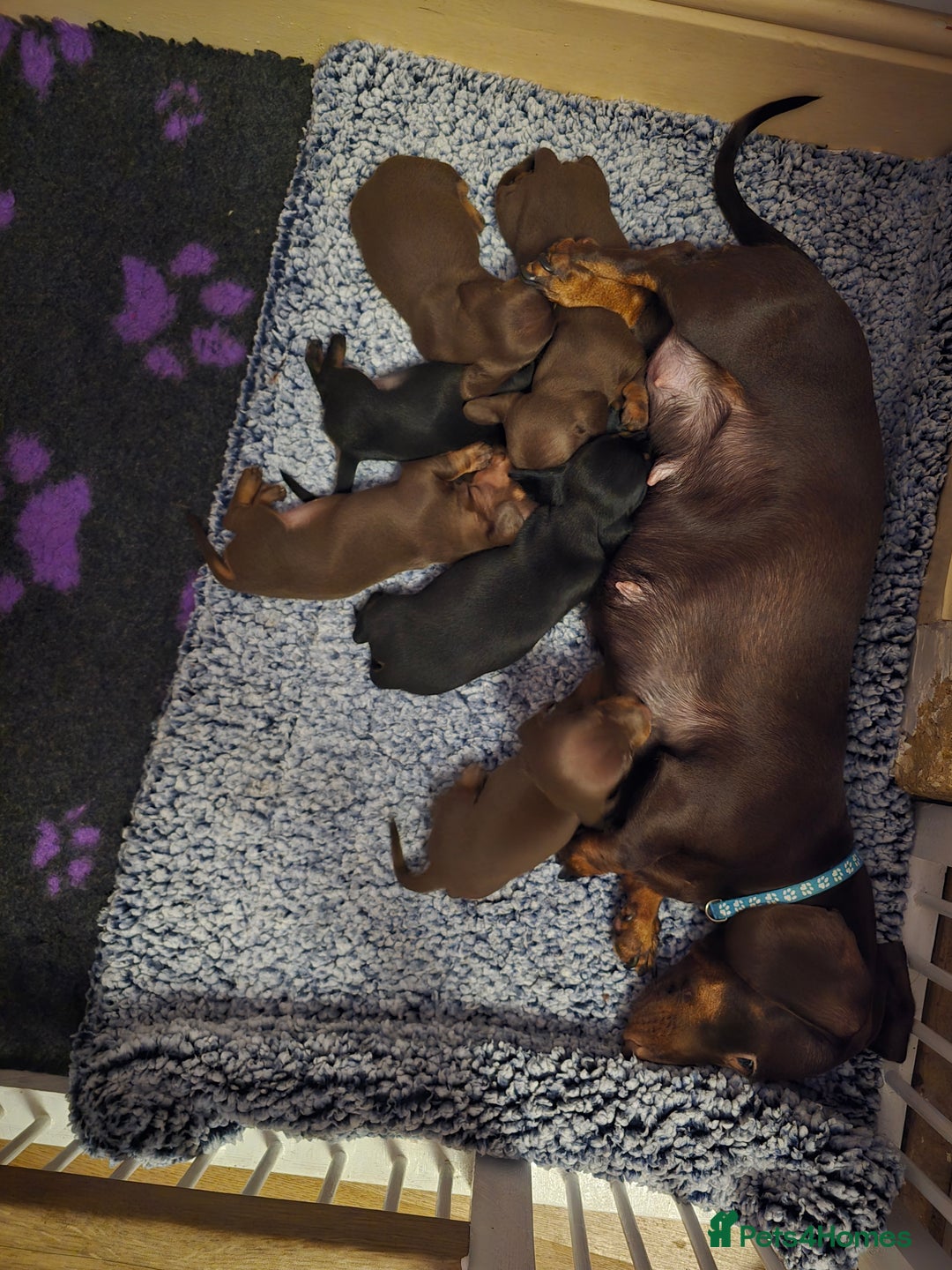 Miniature Dachshund dogs for sale: Miniature Dachshund Smooth - Image 4