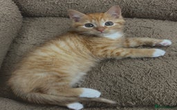 Mixed Breed cats for sale: GORGEOUS SIBERIAN X KITTENS  - Image 12