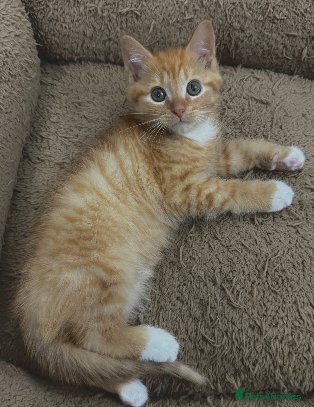 Mixed Breed cats for sale: GORGEOUS SIBERIAN X KITTENS  - Image 12