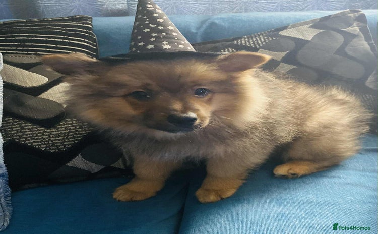 German Spitz dogs - Advert 5