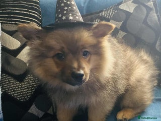 German Spitz dogs - Advert 6